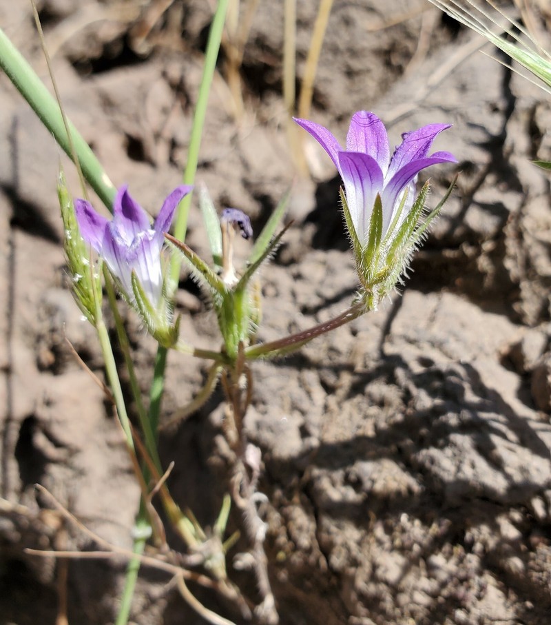 Githopsis pulchella subsp. campestris photo 4