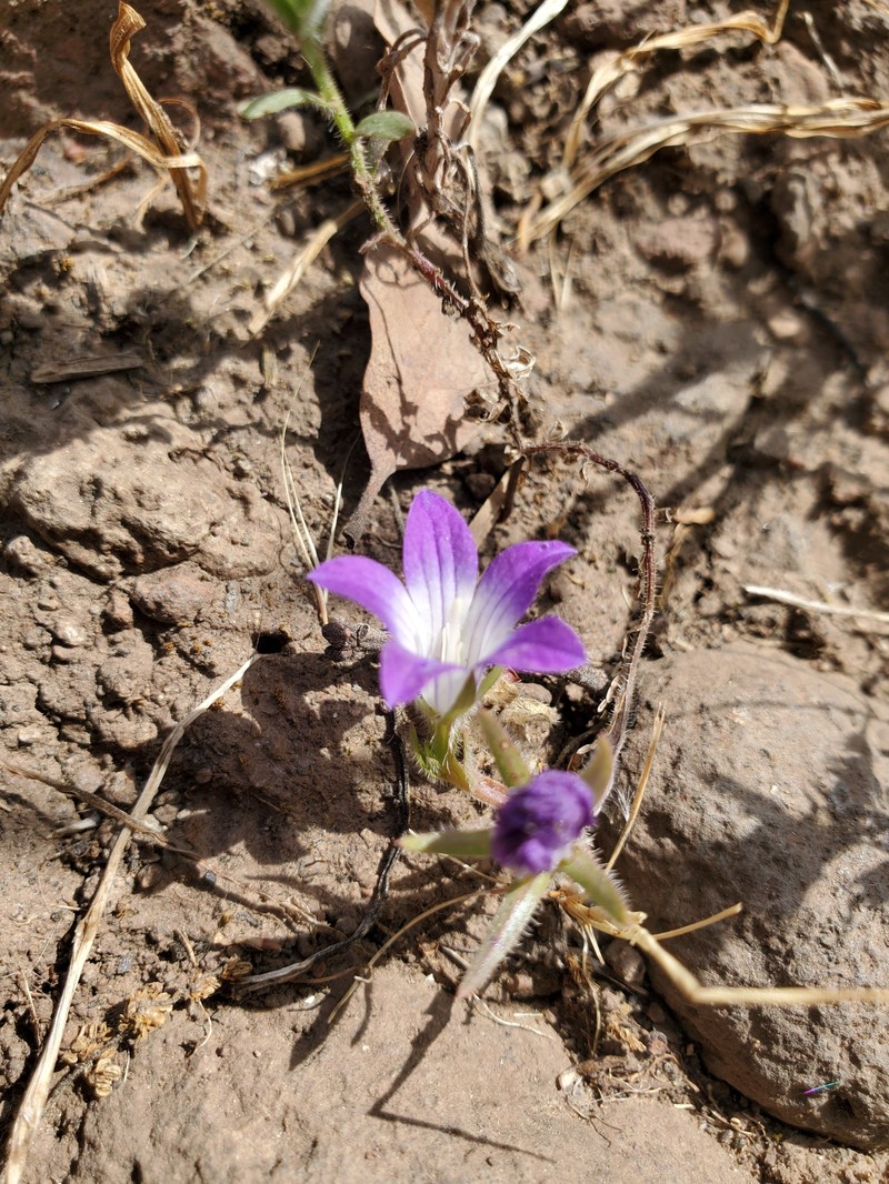 Githopsis pulchella subsp. campestris photo 5