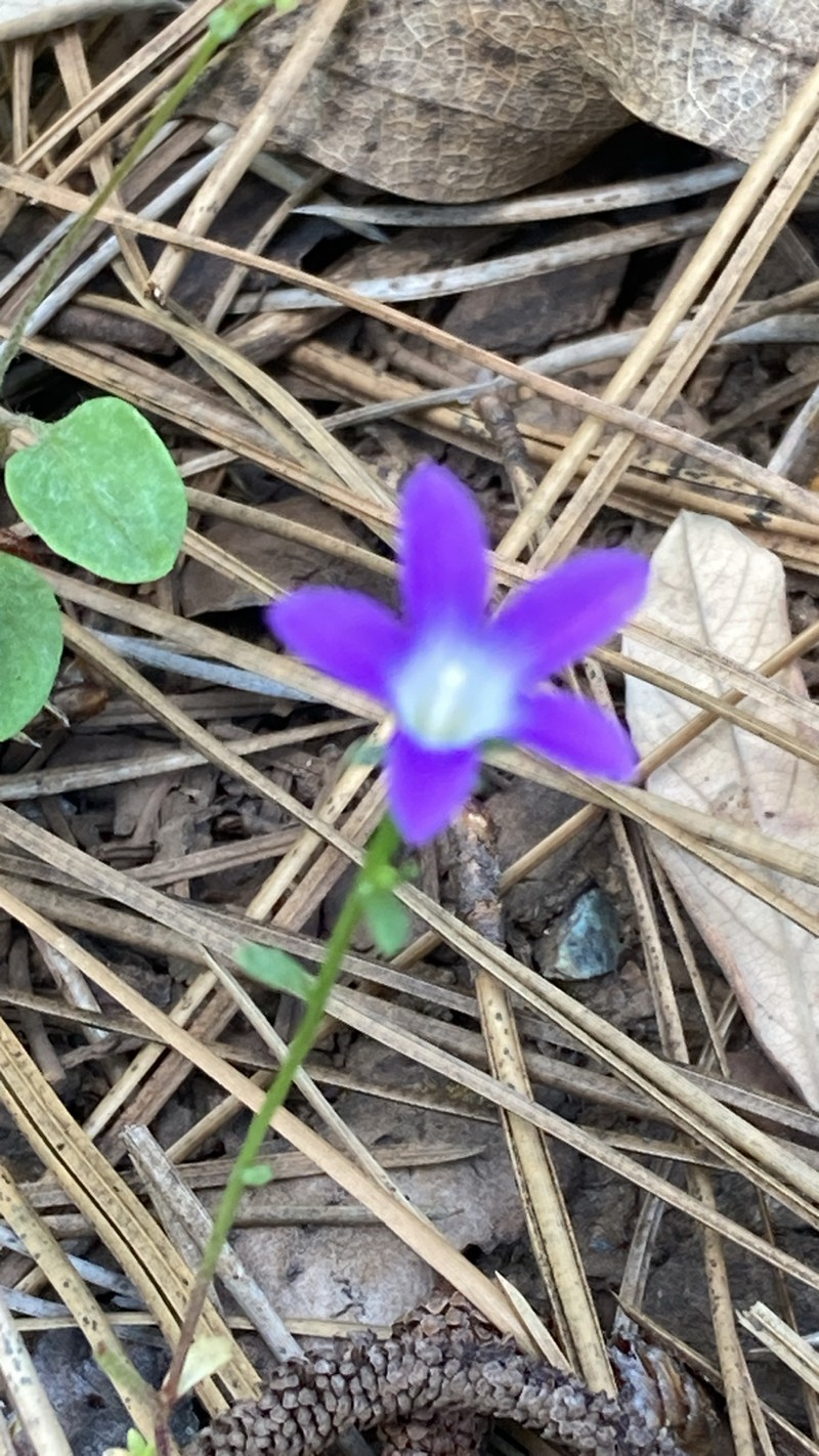 Githopsis pulchella subsp. pulchella
