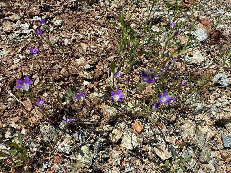 Githopsis pulchella subsp. pulchella photo 3