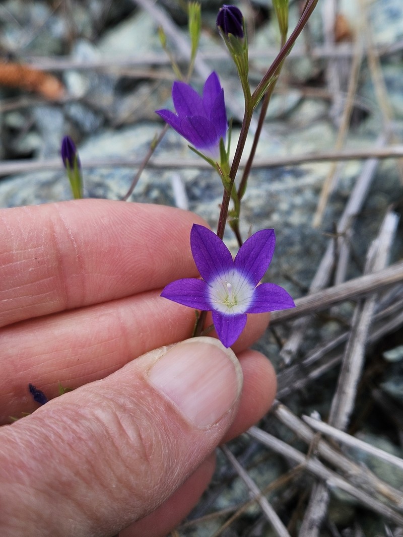 Githopsis pulchella subsp. pulchella photo 4