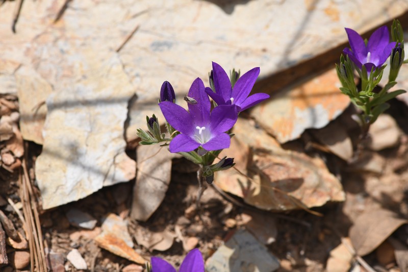 Githopsis pulchella subsp. pulchella photo 5