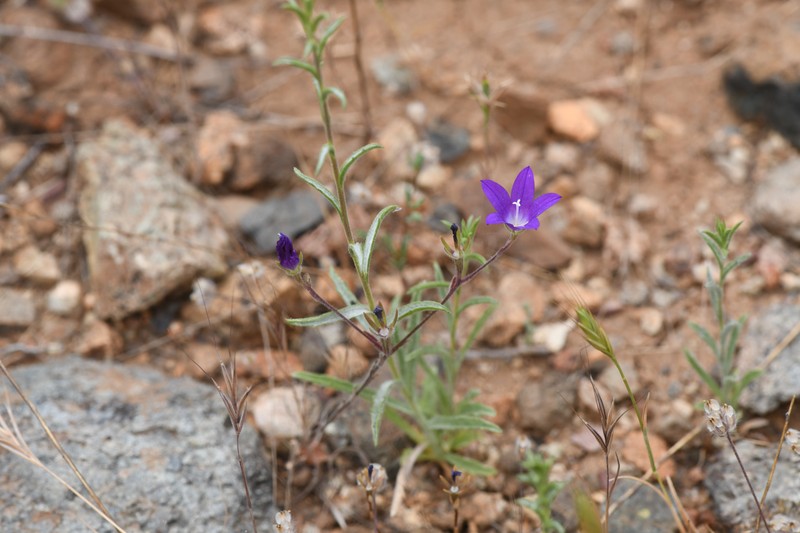 Githopsis pulchella subsp. pulchella photo 6
