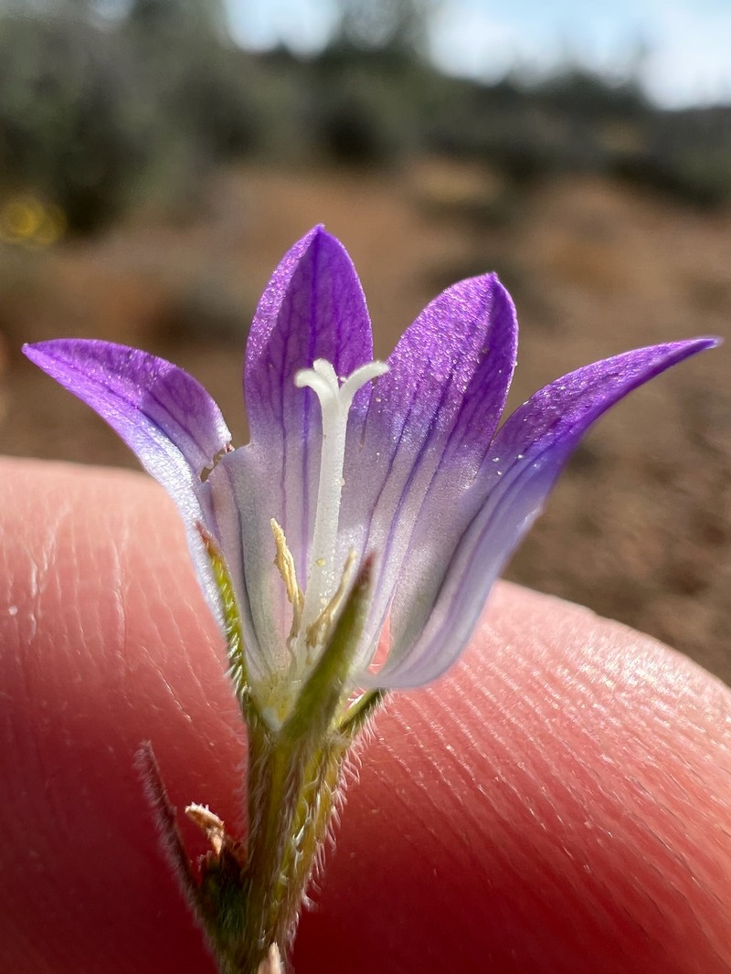 Githopsis pulchella subsp. serpentinicola