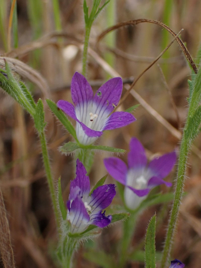 Githopsis pulchella subsp. serpentinicola photo 2