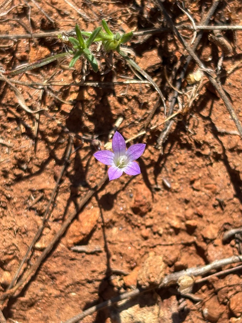 Githopsis pulchella subsp. serpentinicola photo 4