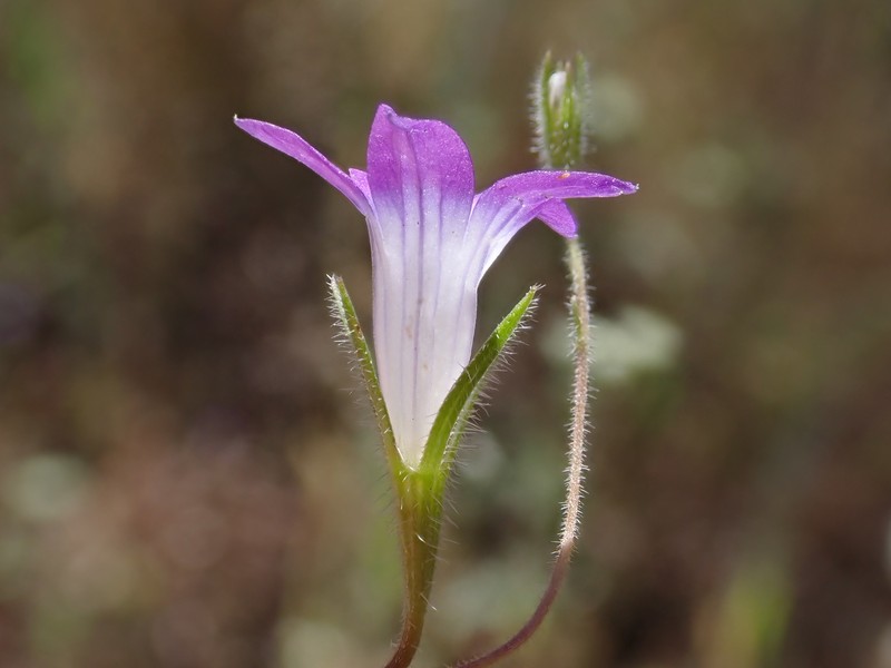 Githopsis pulchella subsp. serpentinicola photo 5