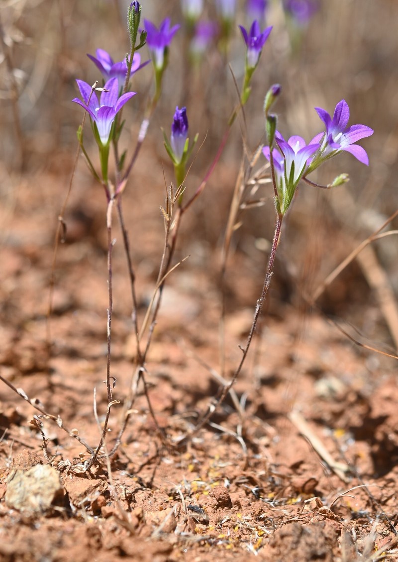 Githopsis pulchella subsp. serpentinicola photo 7