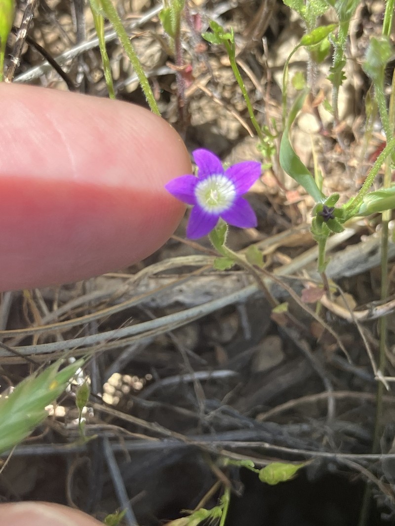 Githopsis pulchella subsp. serpentinicola photo 8