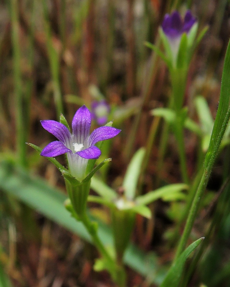 Common Bluecup