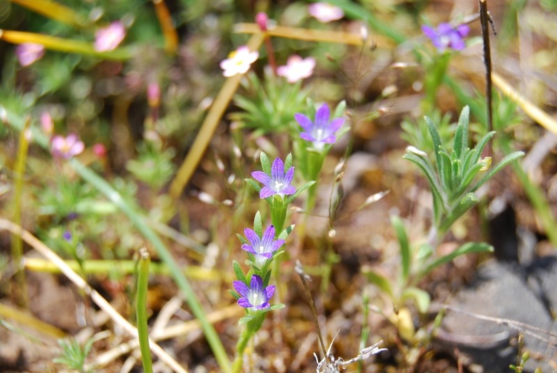 Common Bluecup photo 2