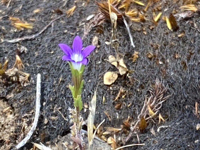 Common Bluecup photo 3