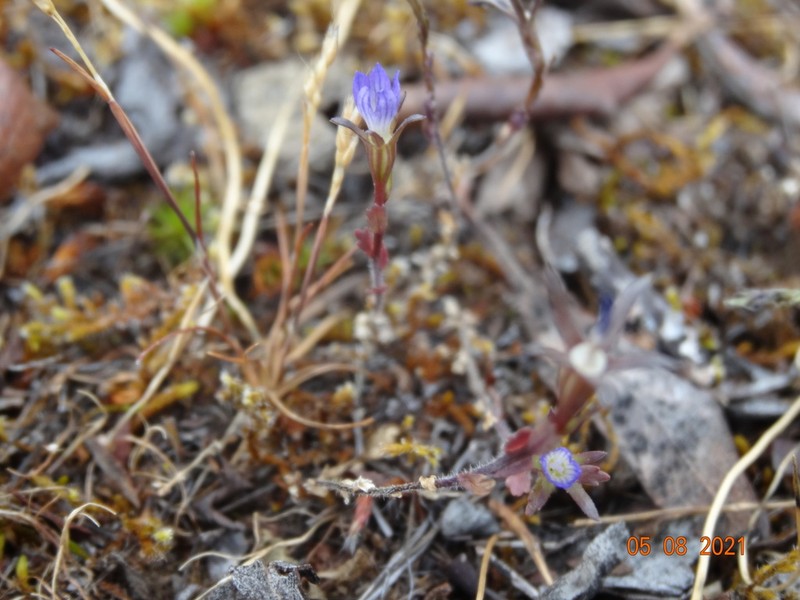 Common Bluecup photo 5