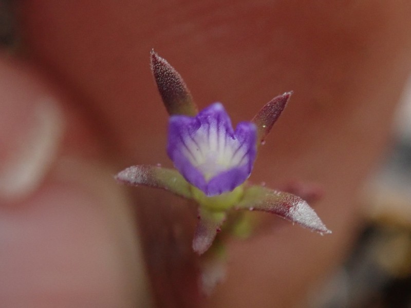 Common Bluecup photo 6