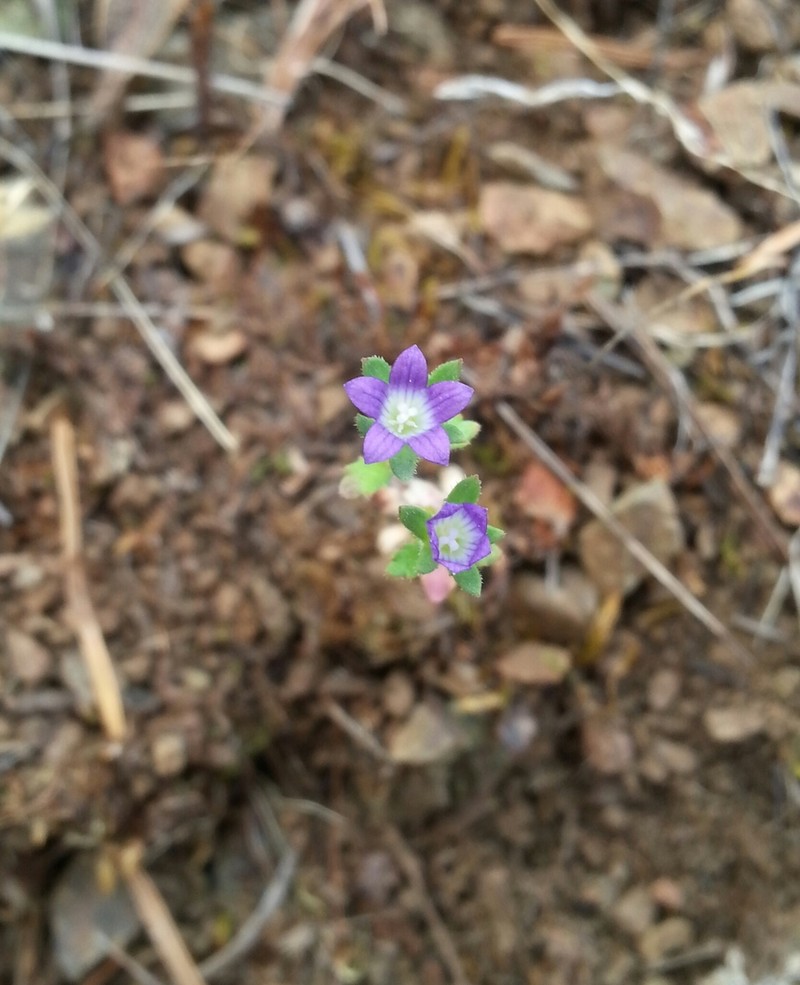 Common Bluecup photo 7