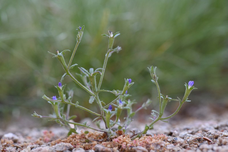 Tubeflower Bluecup