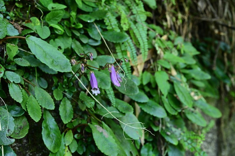 Glabrella mihieri photo 3
