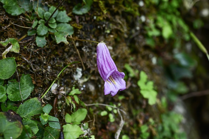Glabrella mihieri photo 5