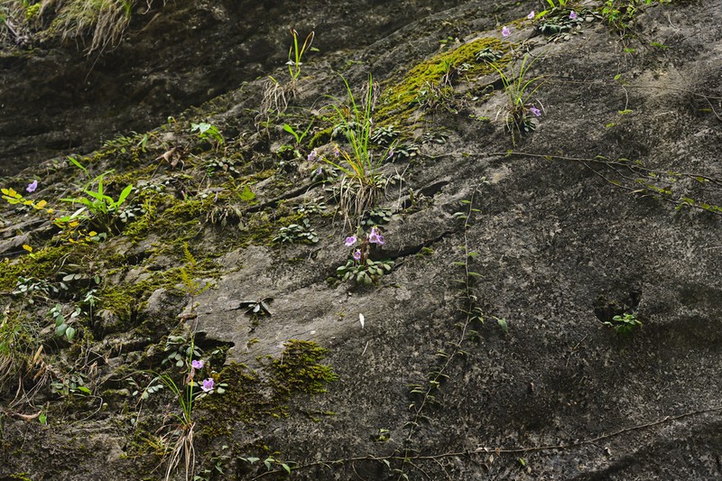 Glabrella mihieri photo 6