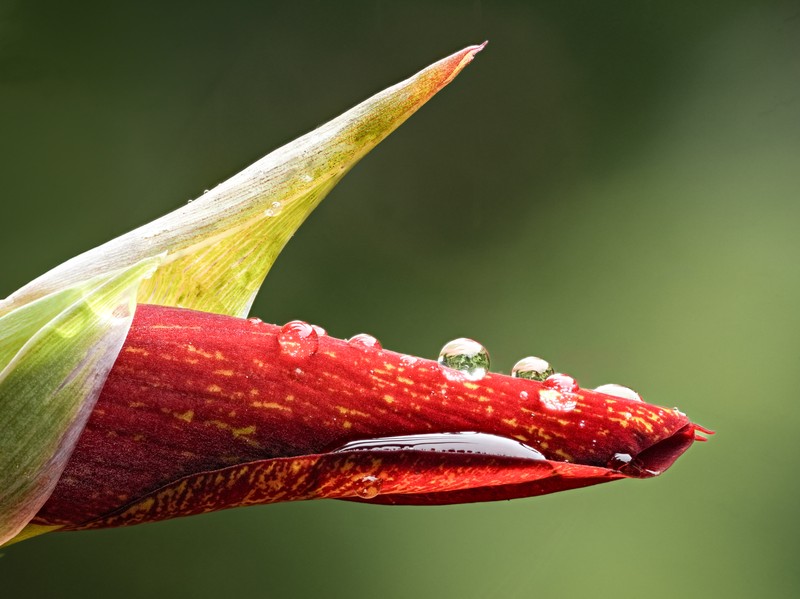 Cornflag photo 2