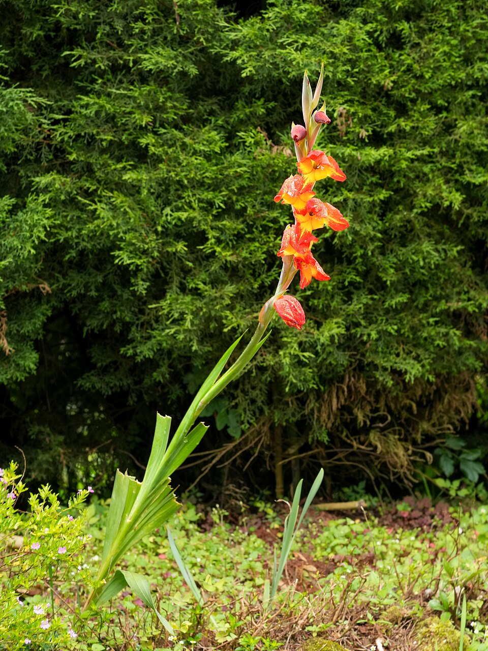 Cornflag photo 4