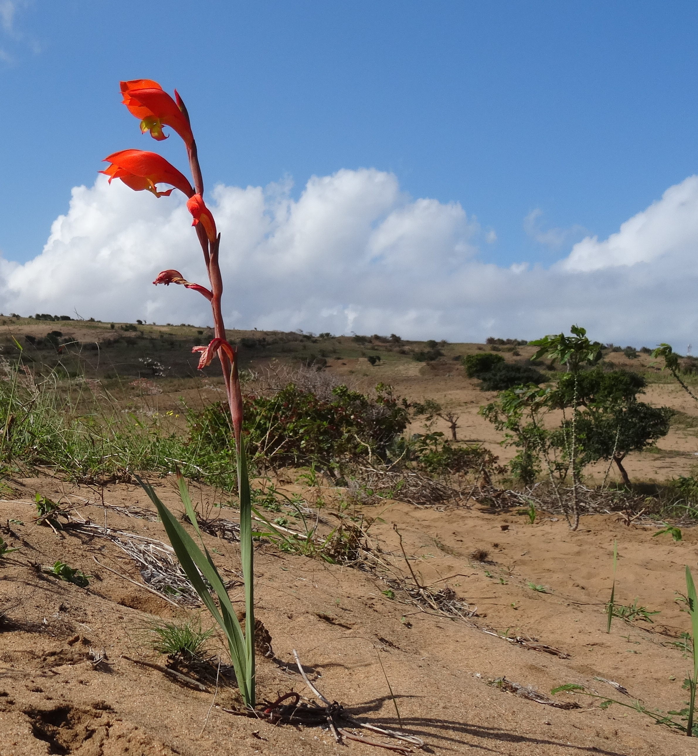Cornflag photo 6