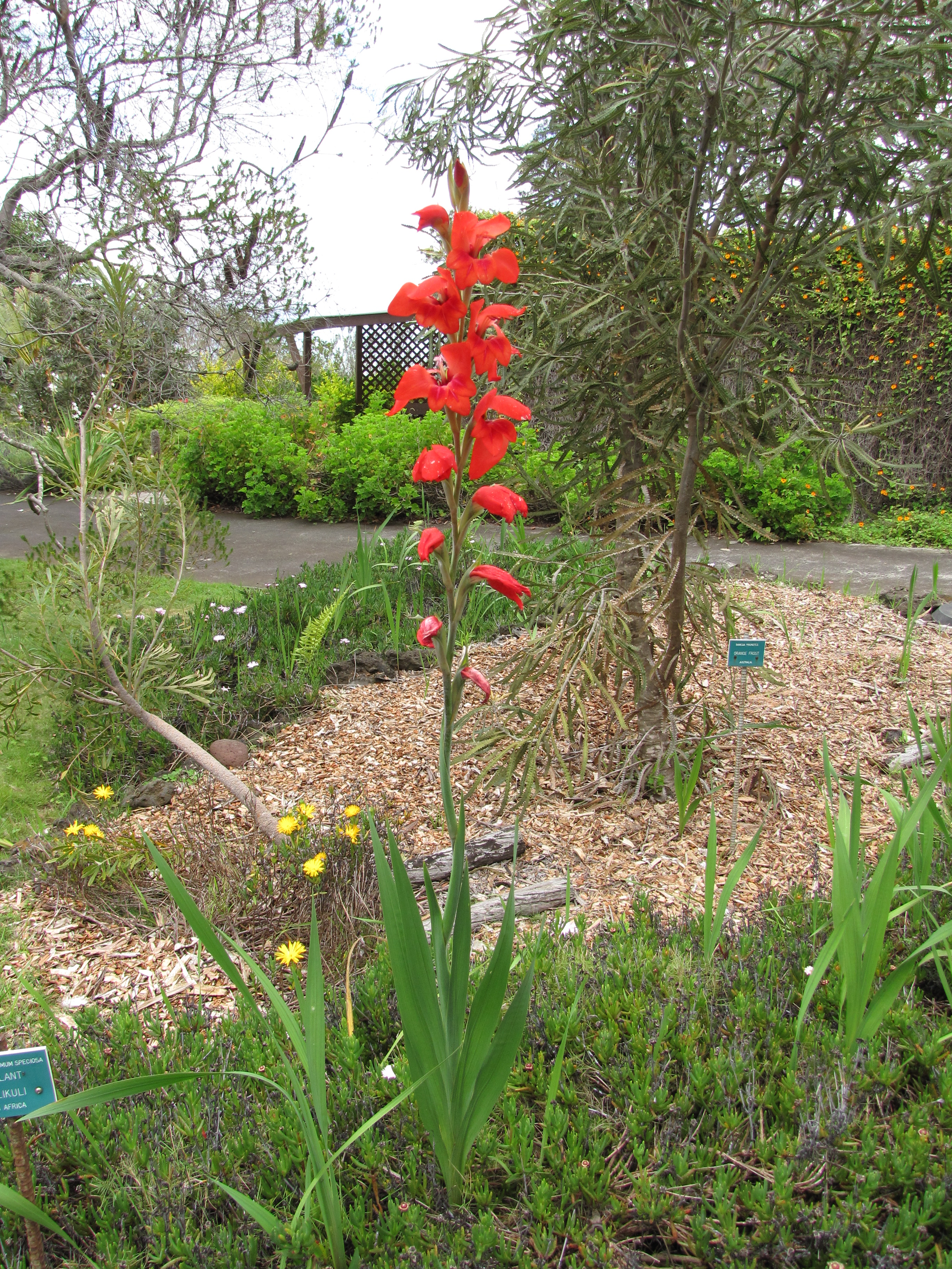 Cornflag photo 7