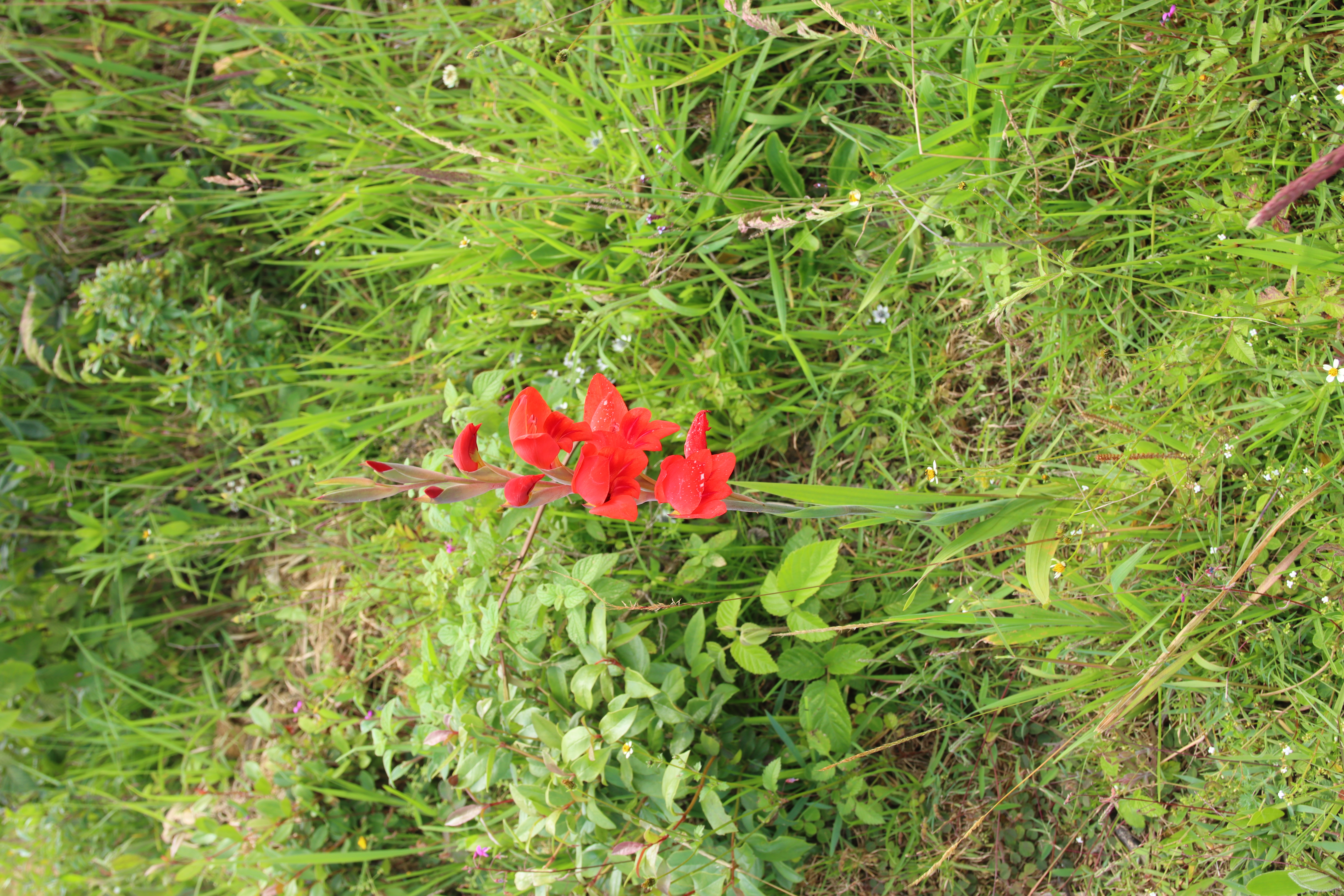 Cornflag photo 8