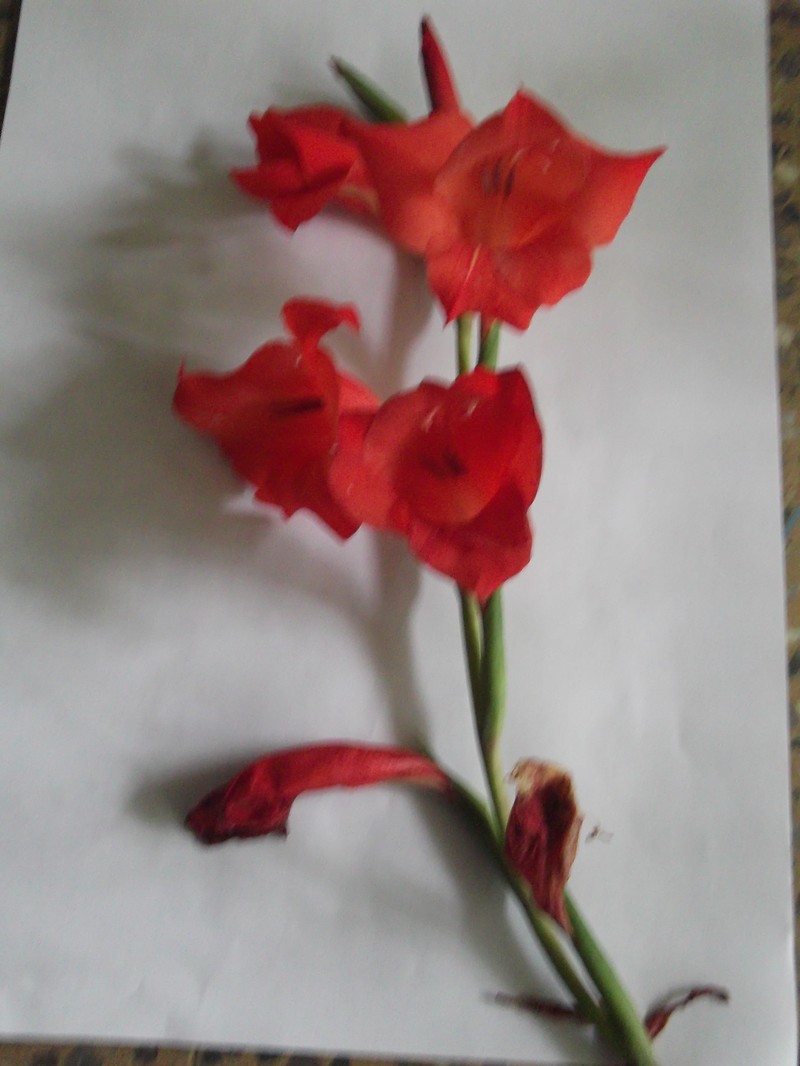 Gladiolus photo 3