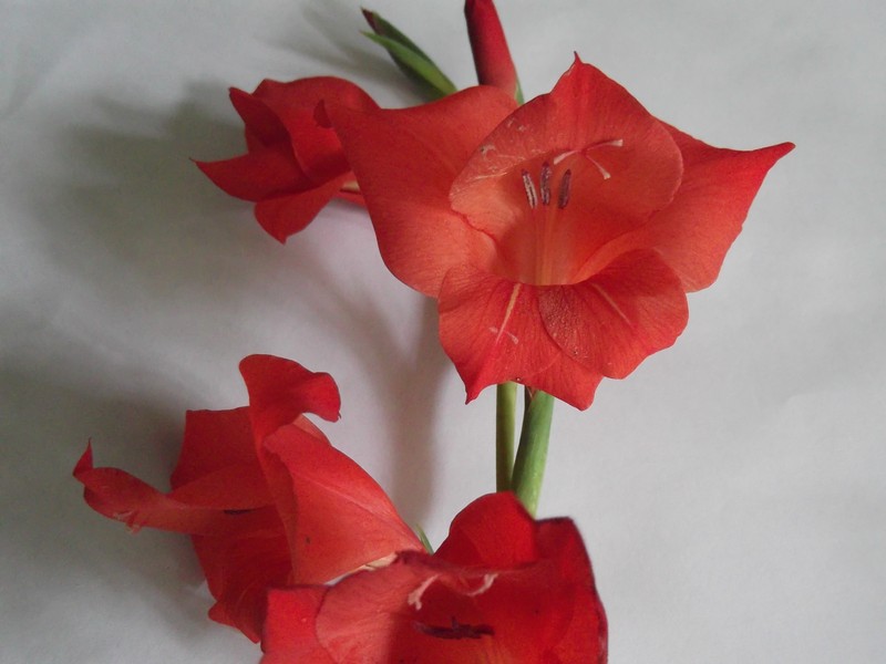 Gladiolus photo 4