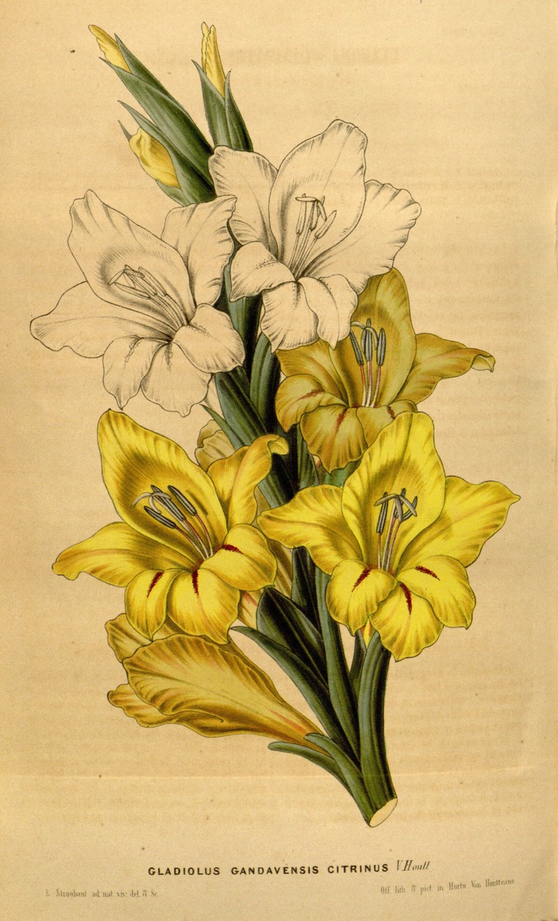 Gladiolus