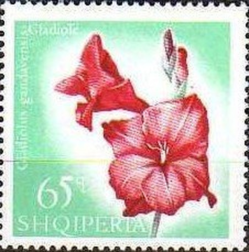 Gladiolus photo 5