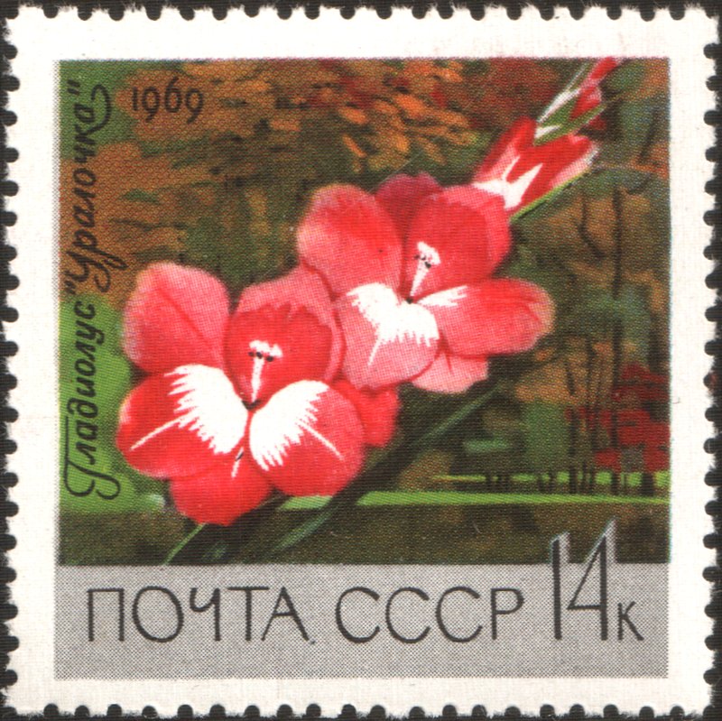 Gladiolus photo 6