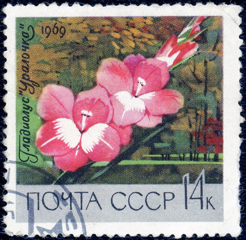 Gladiolus photo 8