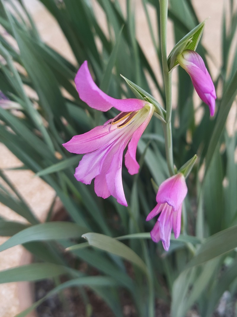 Italian Gladiolus photo 3