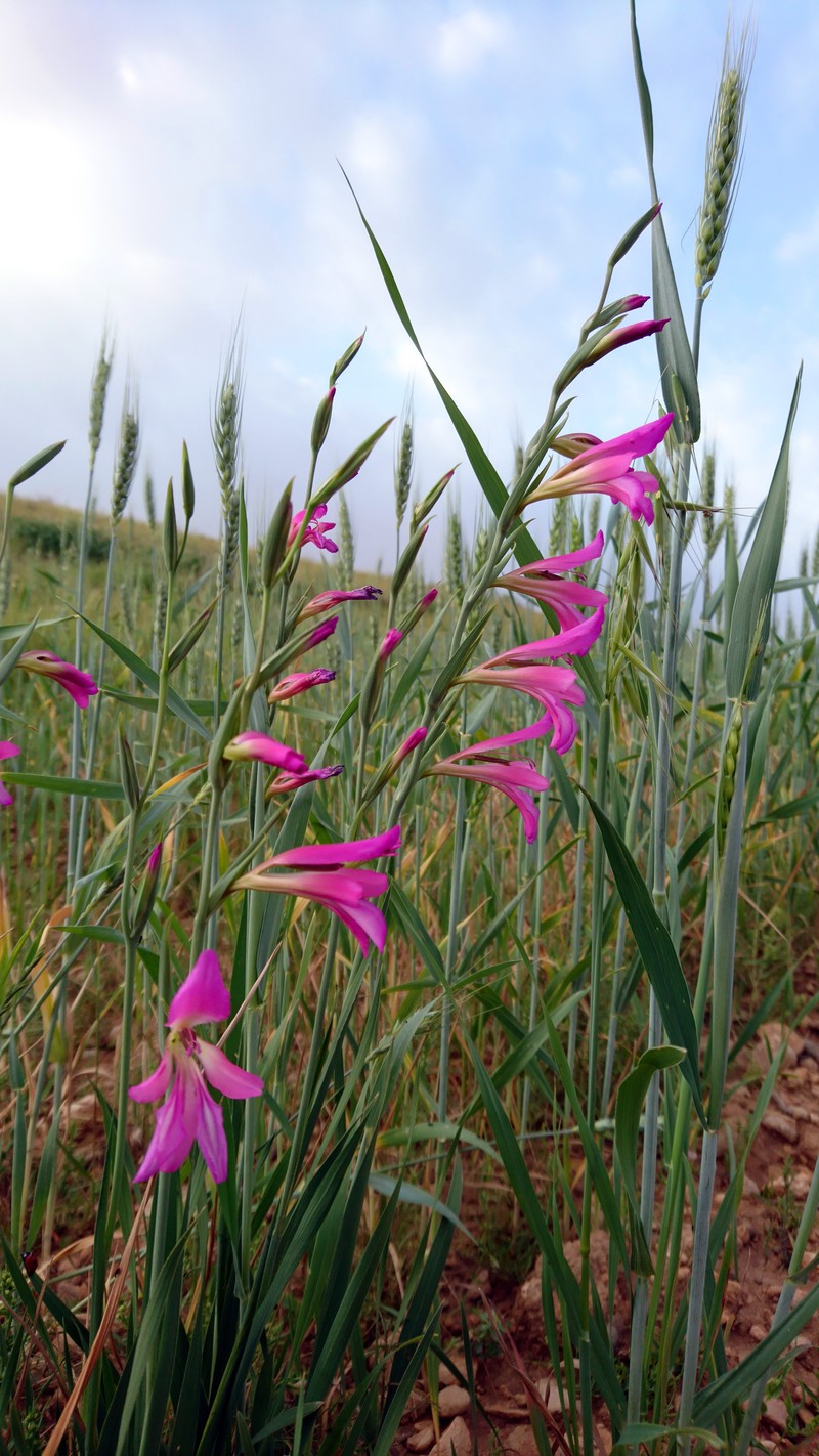 Italian Gladiolus photo 7