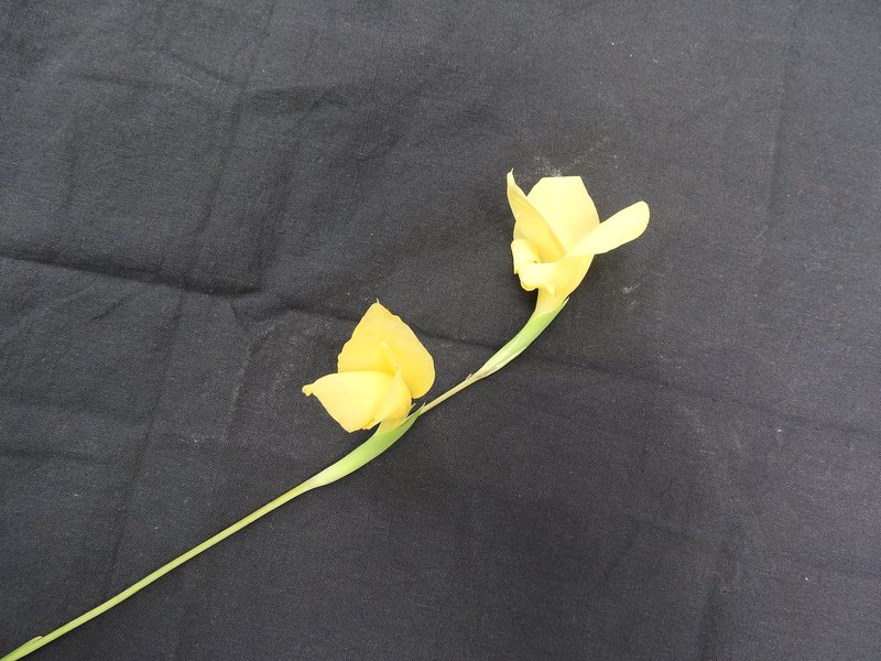 Gladiolus lemoinei