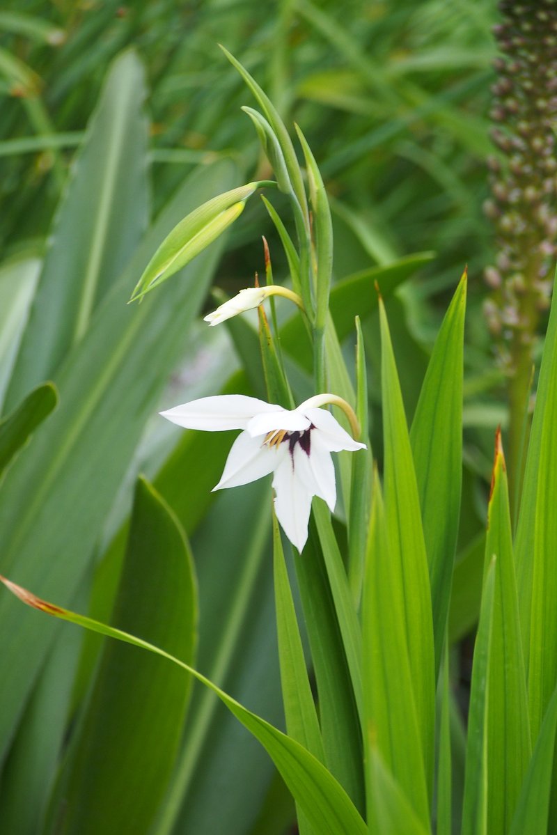 Gladiolus murielae