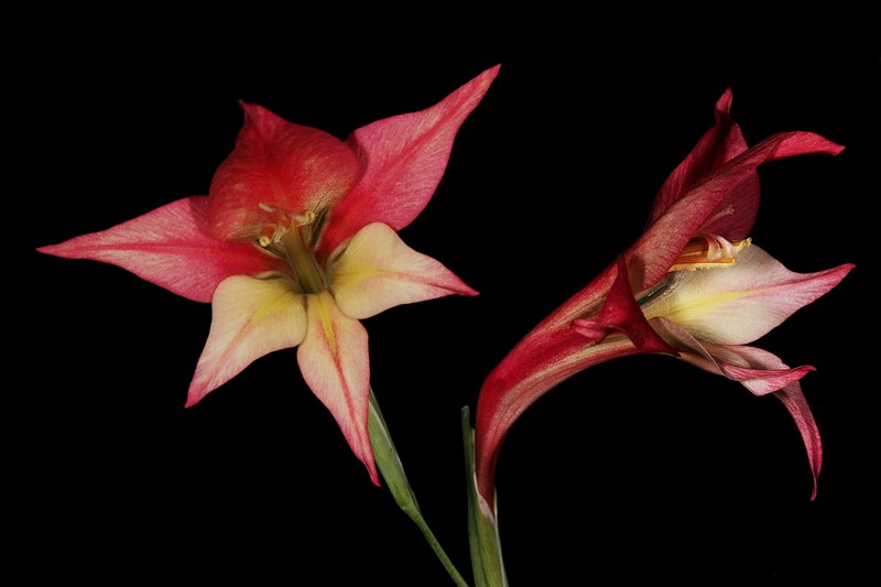 Ever-Flowering Gladiolus photo 5