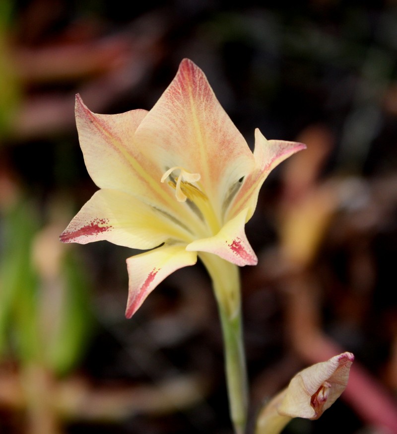 Ever-Flowering Gladiolus photo 3