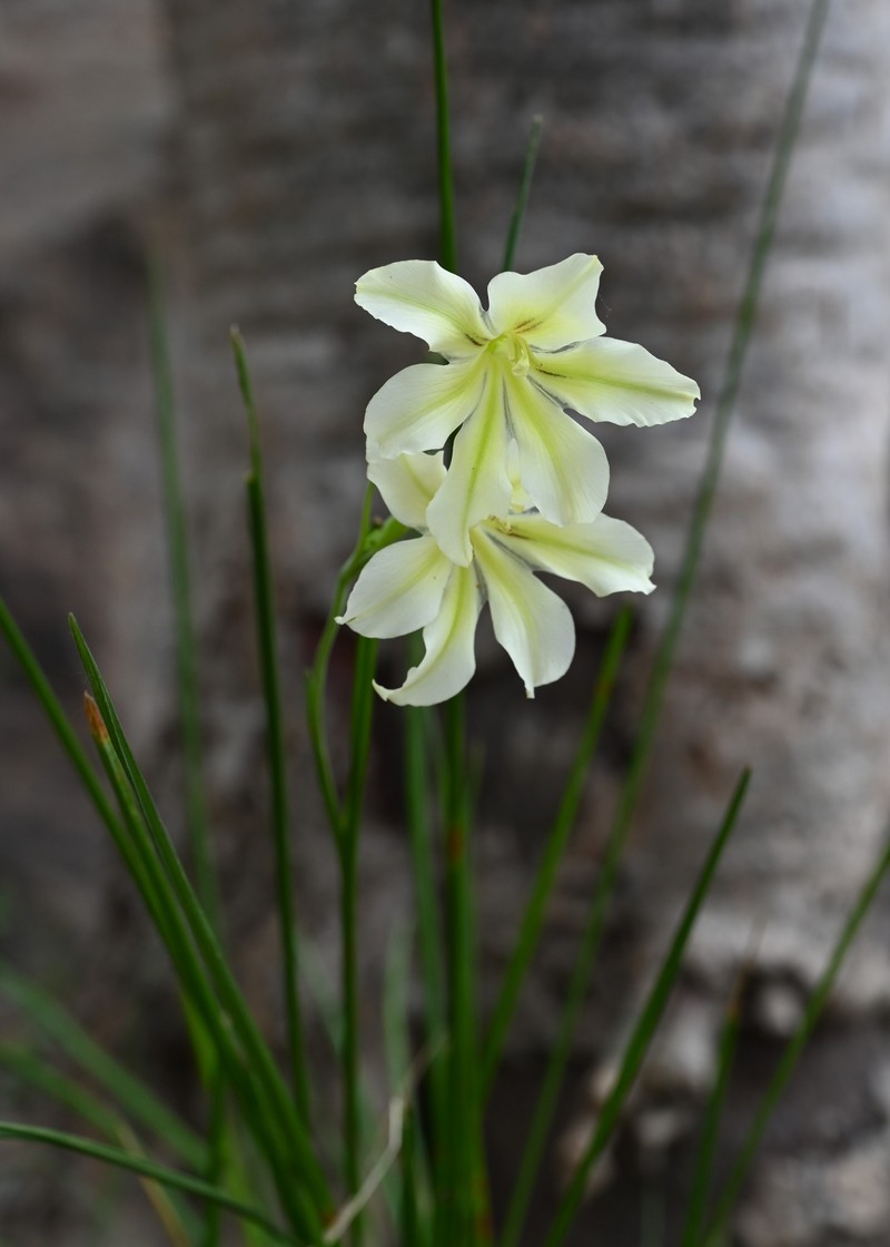 Ever-Flowering Gladiolus photo 4