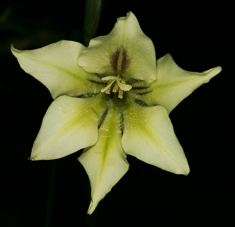 Ever-Flowering Gladiolus photo 6