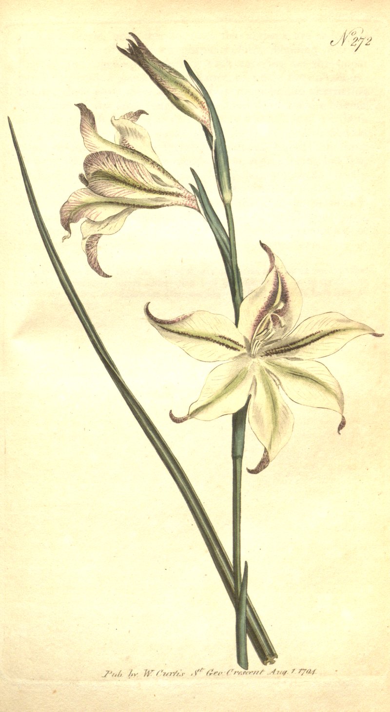 Ever-Flowering Gladiolus photo 7