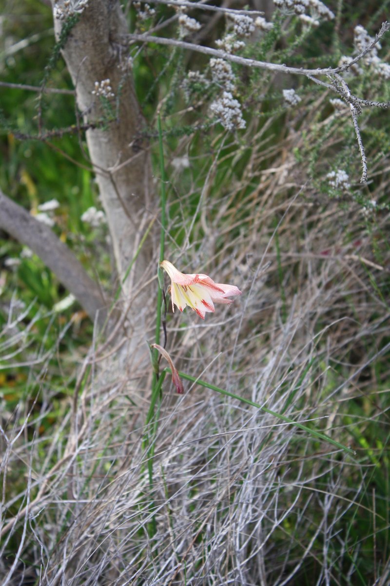 Ever-Flowering Gladiolus photo 8