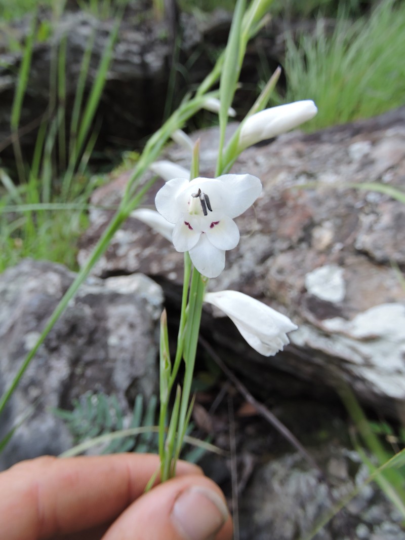 Gladiolus virgineus photo 2