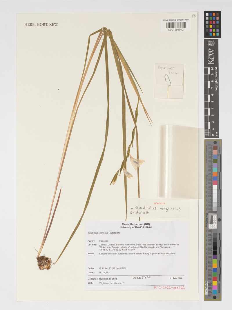 Gladiolus virgineus photo 3