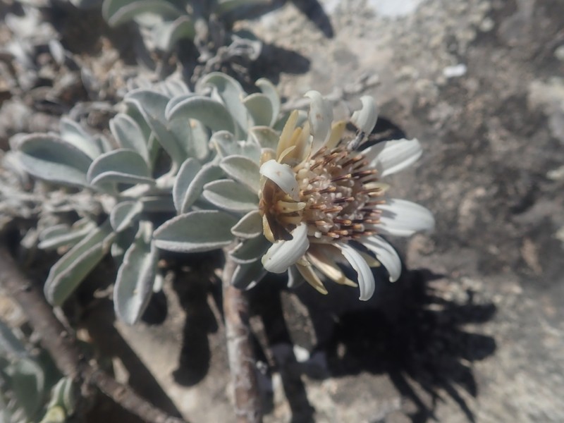 Gladiopappus vernonioides photo 2