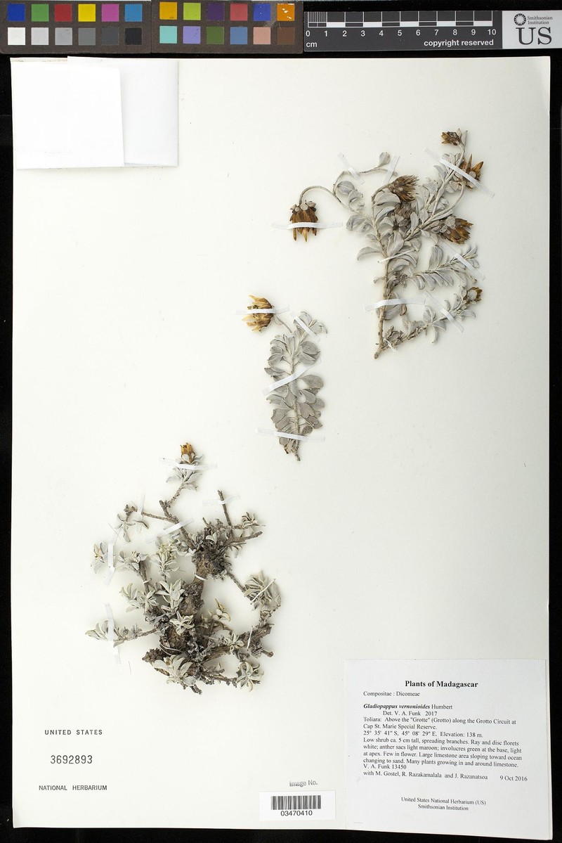 Gladiopappus vernonioides photo 3