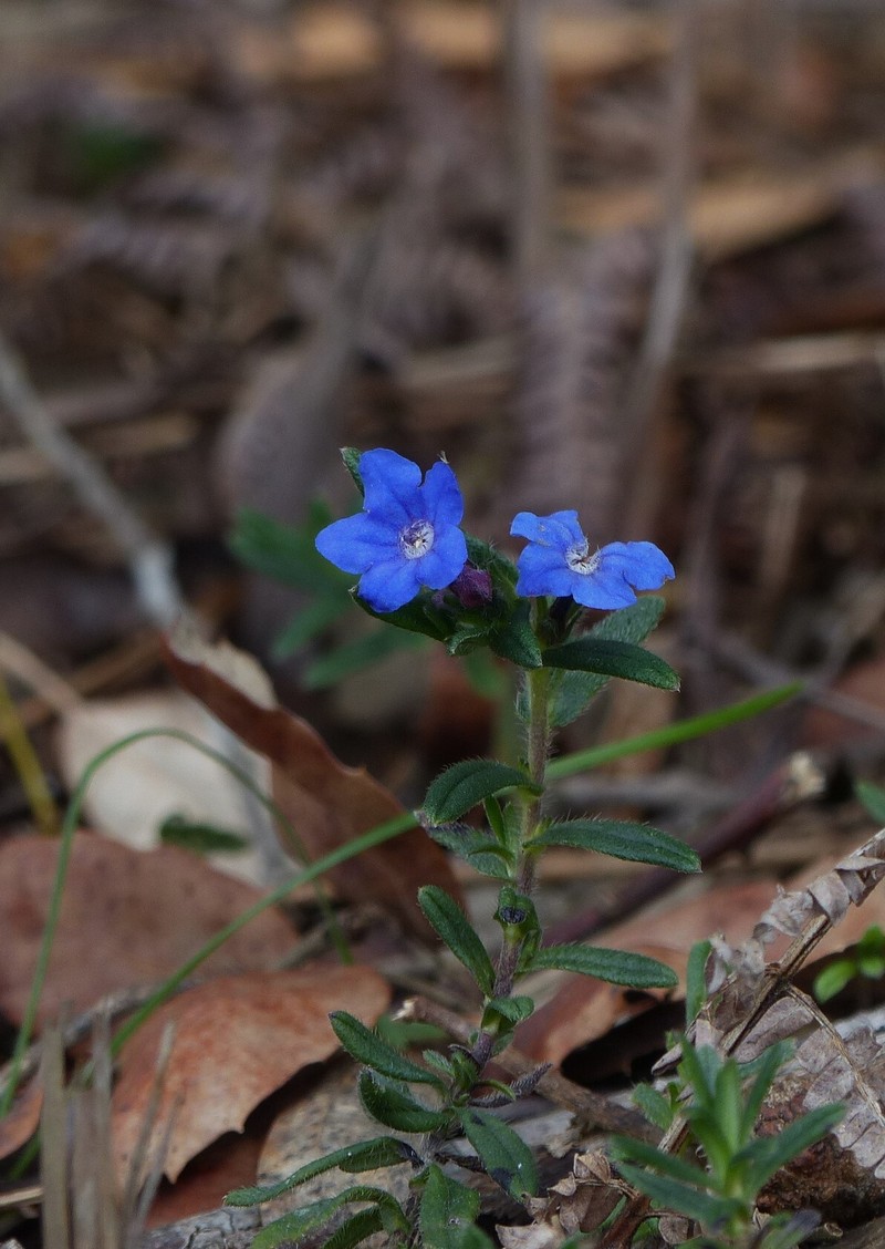 Glandora prostrata subsp. prostrata