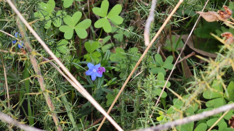 Glandora prostrata subsp. prostrata photo 2